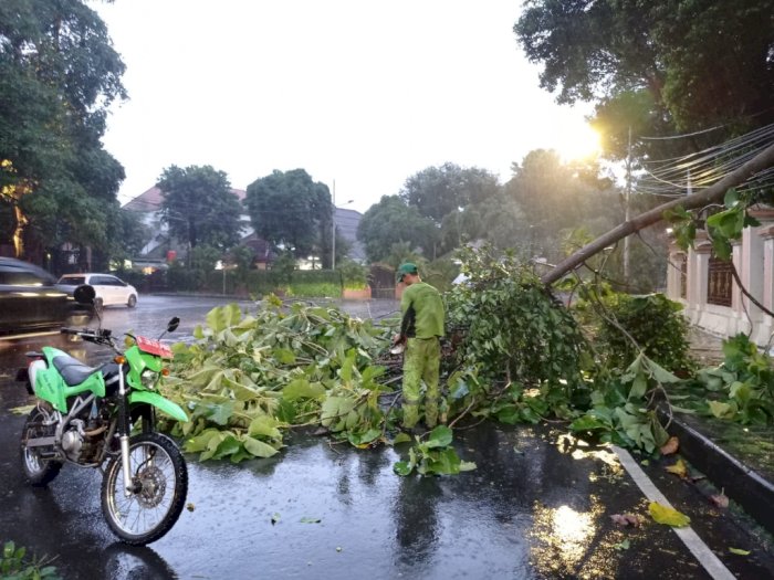 Dear Pengguna Jalan di Jakarta, Hati-hati Pohon Tumbang saat Hujan dan Angin Kencang
