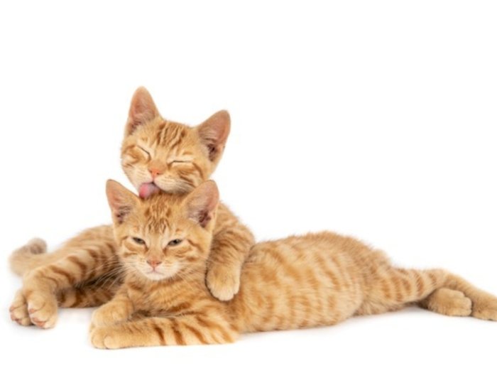 Tak Sebatas Peliharaan, Merawat Kucing di Rumah Terbukti Mengurangi Stres