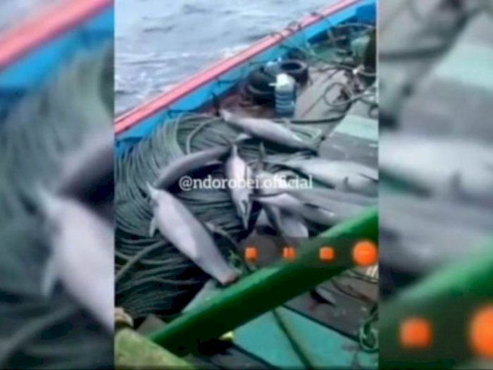 Iseng Foto Penangkapan 7 Lumba-lumba, Nahkoda Kapal Jadi Tersangka