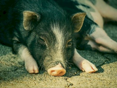 Mitos Babi Ngepet, Cara Cepat Kaya dengan Instan Tanpa Harus Bekerja