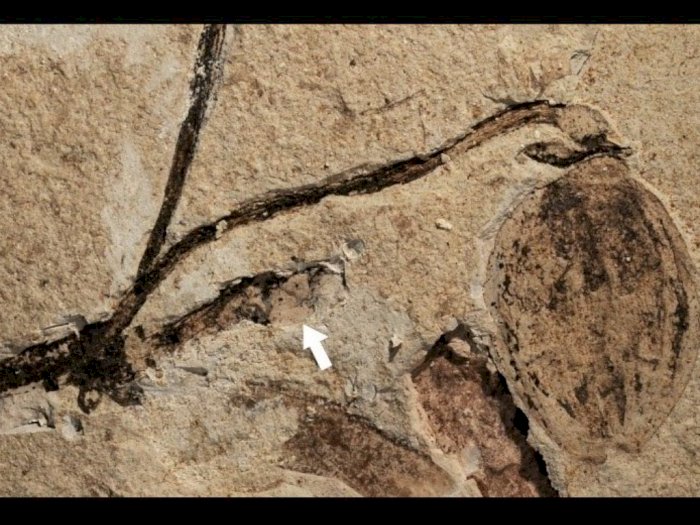 Fosil Bunga Tertua di Dunia Periode Jurassic 164 juta Tahun Lalu Ditemukan di China