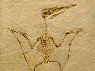 #KAMUHARUSTAU, Ini Alasan kenapa Pterodactyl Bukan Bagian dari Dinosaurus
