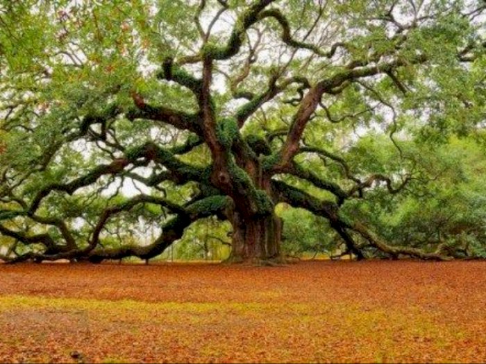 5 Pohon Mitos di Dunia yang Dianggap Memiliki Sifat Magis dan Berkah bagi Masyarakat