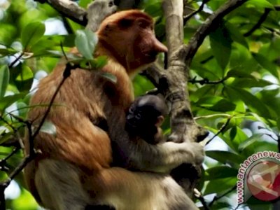 Hari Primata Indonesia: Hewan Endemik yang Terancam Punah karena Deforestasi dan Diburu