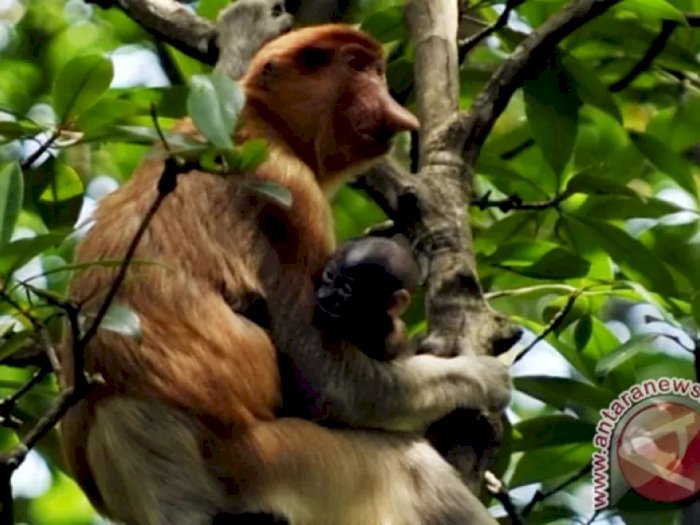 Hari Primata Indonesia: Hewan Endemik yang Terancam Punah karena Deforestasi dan Diburu