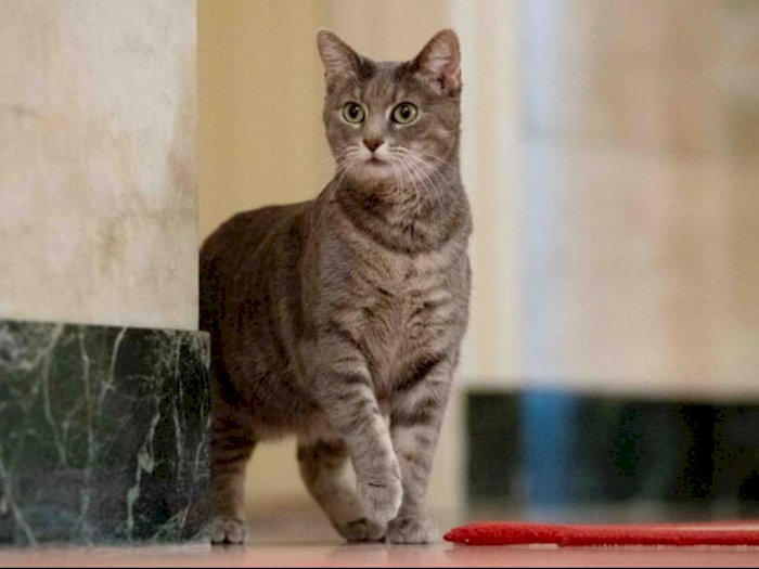 Kenalin Willow, Kucing Cantik di Istana Presiden Amerika Serikat, Jadi Keluarga Biden