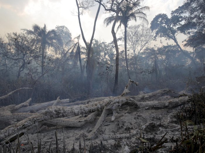 Penggundulan Hutan Amazon di Januari Tercatat Sebagai Rekor Deforestasi Terburuk