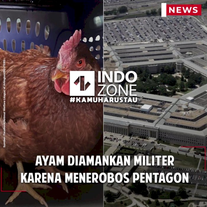 Ayam Diamankan Militer Karena Menerobos Pentagon
