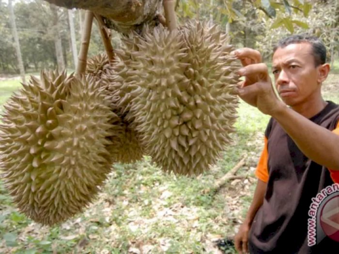 Fakta Lain Nglanggeran, Desa 'Durian' di Pathuk Gunungkidul yang Buahnya Bergelantungan