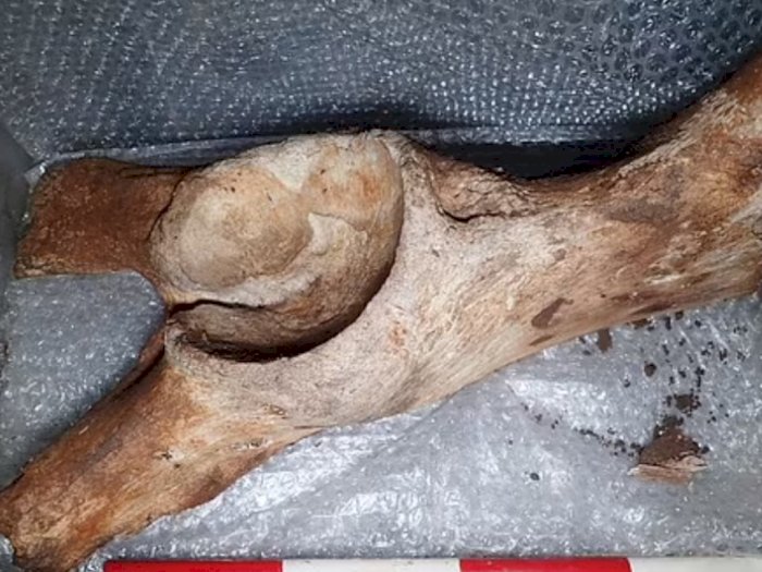 Fosil Megafauna Berusia 60 Ribu Tahun Ditemukan di Inggris, Diduga Berasal dari Zaman Es