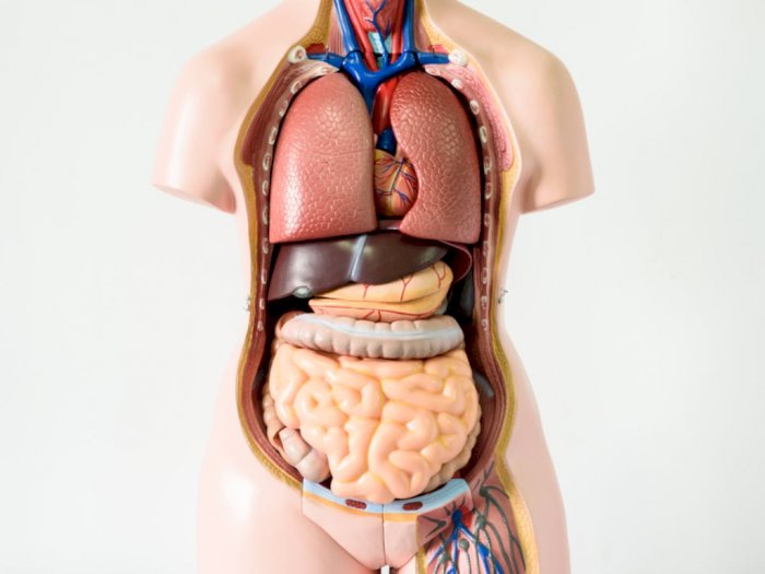 12 Sistem Organ Tubuh Manusia beserta Gambar dan Fungsinya
