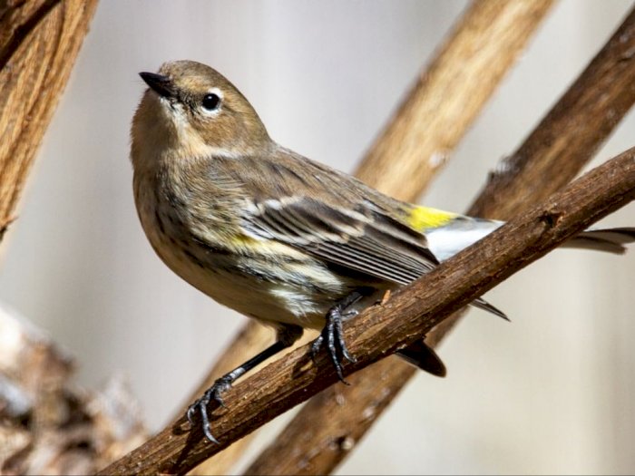 Ilmuwan Mengungkap Burung Ini Memiliki Bahasa Rumit dan Sulit Dipahami