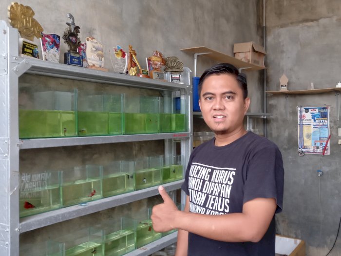 Belajar dari YouTube Modal Rp100 Ribu Penjual Ikan Cupang Cuan Rp20Juta Sebulan!