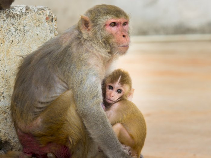 Peneliti Simpulkan Monyet-monyet di Puerto Rico Alami Penuaan Dini Usai Diterjang Badai