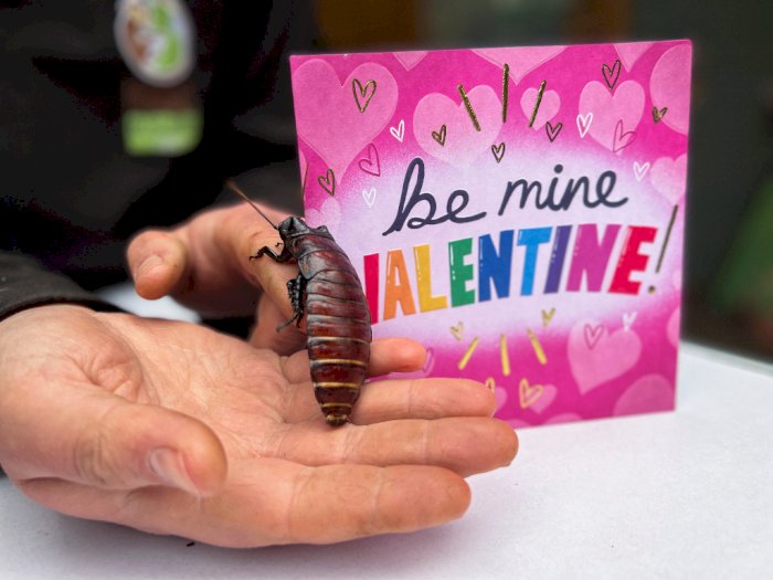 Cara Unik Merayakan Valentine, Namai Kecoa Piaraan dengan Nama Mantan Kamu