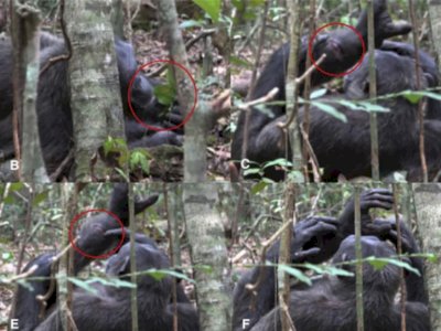 Peneliti Temukan Simpanse Saling Mengobati Sesama, Bukti Adanya Sifat Empati?