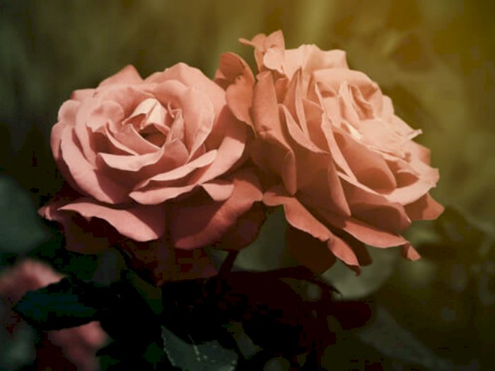 Asal-usul Bunga Mawar Dijadikan Lambang Romantis dalam Percintaan, Jadi Kado Valentine!