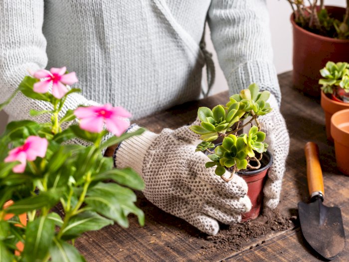 Suka Berkebun, Ini 4 Manfaatnya untuk Kesehatan Mental