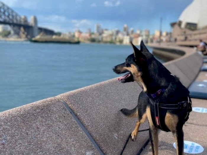 Opera House Kerahkan Anjing Patroli untuk Cegah Burung Camar Curi Makanan Pengunjung
