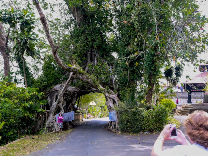 Misteri Pohon Bolong di Bali, Benarkah Pantang Dilewati Calon Pengantin?