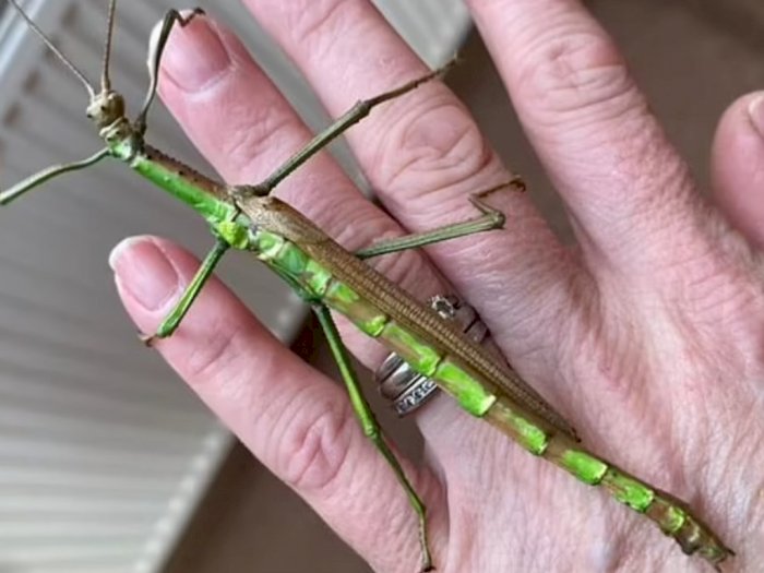 Mengejutkan, Seorang Perempuan di Inggris Temukan Serangga Tongkat Berkelamin Ganda