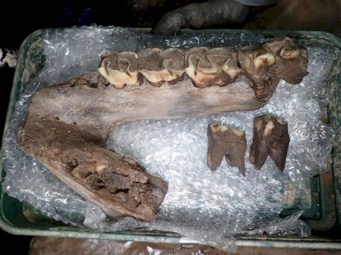 Arkeolog Inggris Temukan Fosil Hewan yang Diprediksi Hidup di Zaman Es!