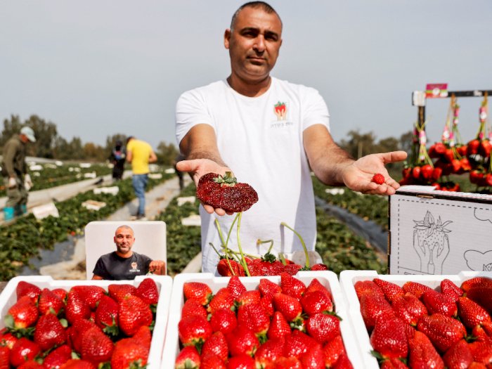 Petani Israel Ini Pecahkan Rekor Dunia Usai Hasilkan Stroberi Terberat