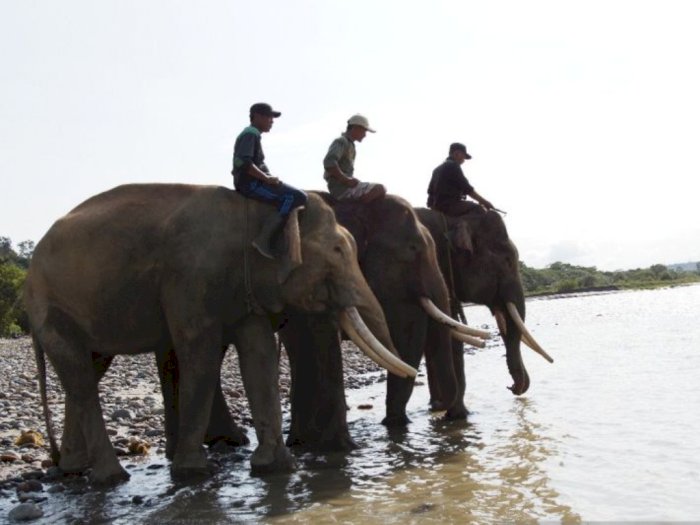 Kasus Jual Beli Kawasan Hutan Habitat Gajah Sumatera, Polda Bengkulu Turun Tangan