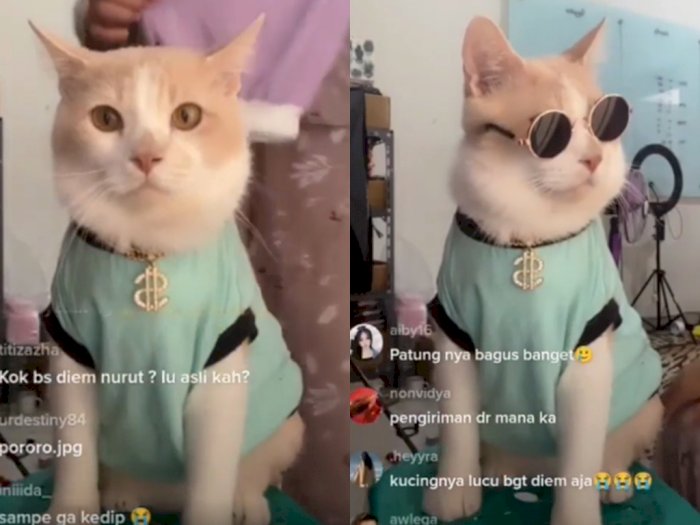 Viral Kucing Jualan Baju dan Kacamata Live Online Jadi Model, Pasrah Diunyel-unyel | Indozone.id