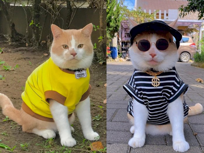 Kenalin Pororo, Kucing Gaul yang Punya 15 Ribu Followers Instagram, Santai Pakai Kacamata