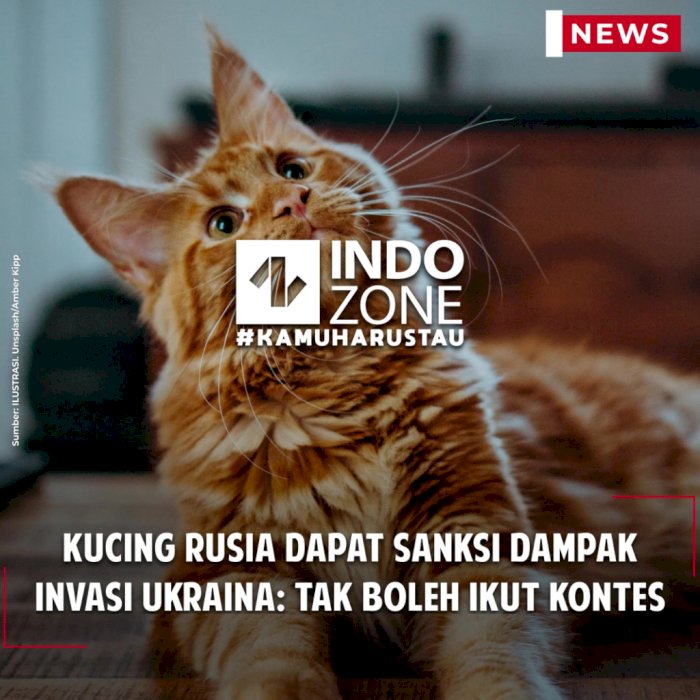 Kucing Rusia Dapat Sanksi Dampak Invasi Ukraina: Tak Boleh Ikut Kontes