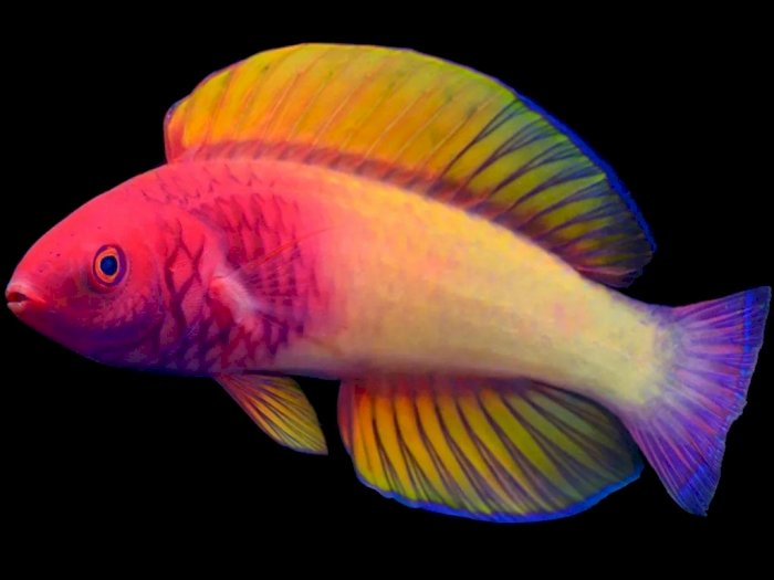 Ilmuwan Temukan Spesies Ikan Warna-warni Baru yang Bersembunyi di Terumbu Karang Maladewa