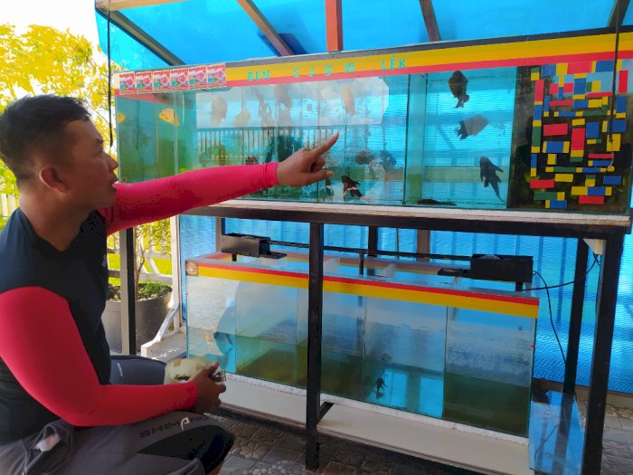 Awalnya Cuma Dikasih Teman, Polisi di Ponorogo Sukses Budidaya Ikan Louhan