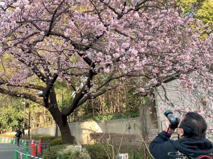 Sakura Mulai Bermekaran di Jepang, Ini Taman Terbaik untuk Menikmatinya 