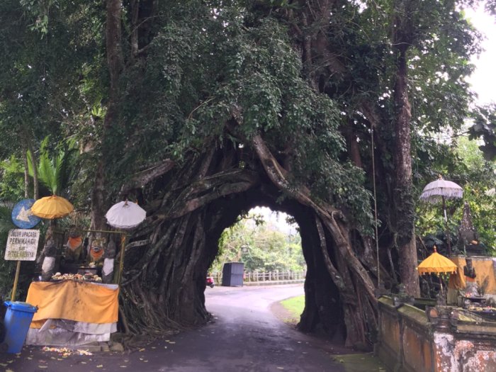 Air Terjun dan Pohon Keramat, Ini Hidden Gem di Negara Bali yang Jarang Dikunjungi