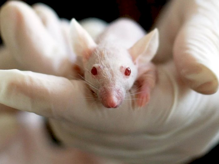 Fakta Ilmiah: Ilmuwan Membalikkan Penuaan Tikus Pakai Teknik Peremajaan Sel