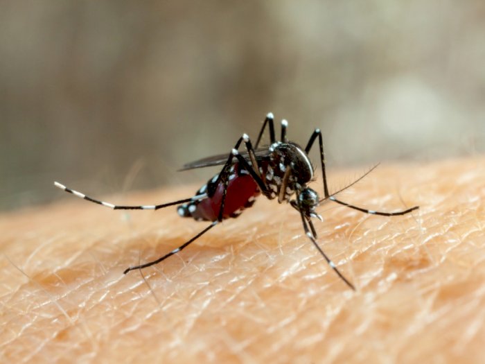 Kasus Gigitan Nyamuk Malaria di Kawasan IKN Nusantara Ternyata Tinggi