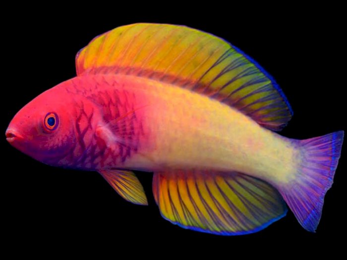 Cantik! Ini Ikan Spesies Baru yang Ditemukan Peneliti di Maldives, Namanya Bagus Banget