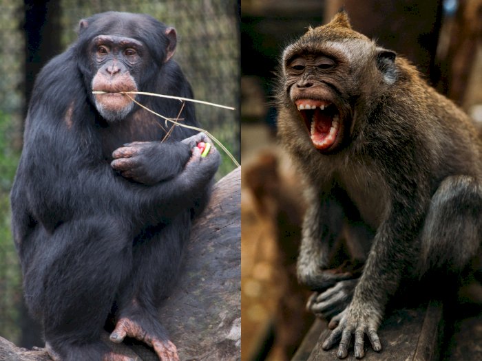 Jangan Sampai Salah! Ini Beberapa Perbedaan antara Monyet dan Kera, Primata Mirip Manusia