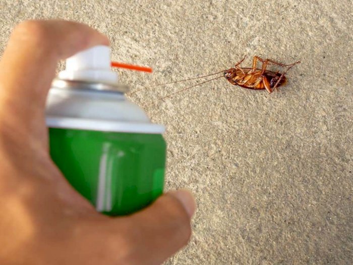 Faktanya Membasmi Kecoa Pakai Insektisida Justru Makin Buat Kecoak Lebih Kuat Loh!