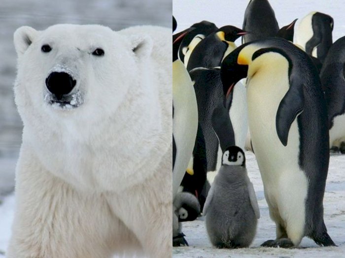 Bukan Cuma Penguin dan Beruang Kutub, 5 Hewan Ini Menjadi Pengisi Ekosistem di Kutub