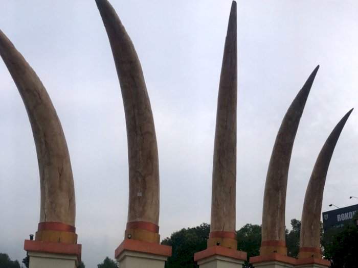Ada Gading Gajah Purbakala Raksasa Menancap di Alun-Alun Sragen