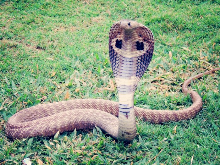 Ternyata King Kobra Garis Keturunan dari Kerajaan 4 Spesies Ular, Pantas Sangat Ganas!