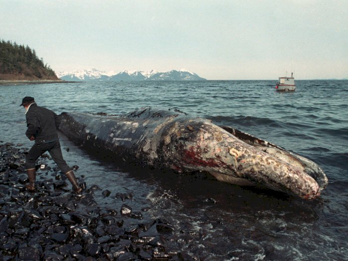 Tragedi 24 Maret: Tumpahan Minyak Exxon Valdez Jadi Bencana Buatan Manusia Terbesar