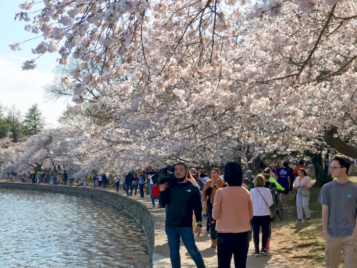 Sakura Mekar di Amerika, Ribuan Warga Padati Tidal Basin sampai Lamaran di Sana!