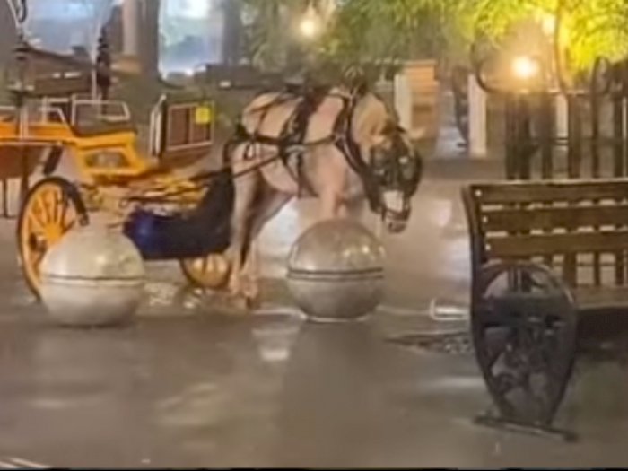 Viral Kuda Delman Dibiarkan Kehujanan di Lokasi Wisata, Sampai Tertunduk Memilukan