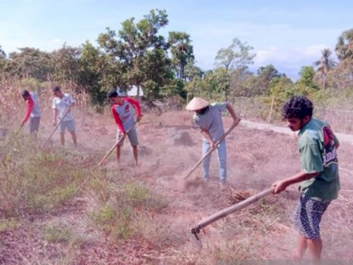 Merawat Tradisi Gemohing Bertani Gotong Royong Warisan Leluhur yang Masih Bertahan di NTT