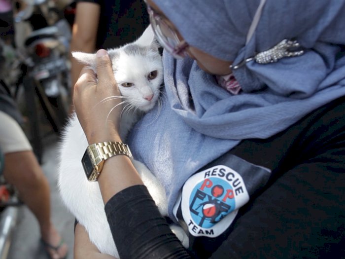 Kisah Pahlawan Penyelamat Kucing Liar, Merawat Kucing Dua Kaki dan Berbelatung