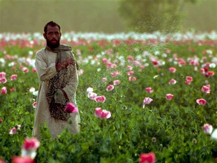 Taliban Larang Budi Daya Opium di Afghanistan, Pelanggar akan Dikenakan Hukum Syariah
