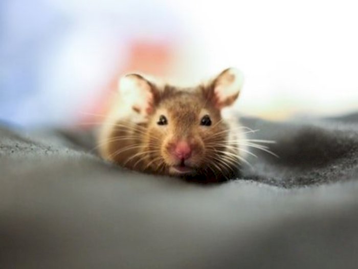 Mengapa Tikus Selalu Menjadi Hewan Percobaan? Ternyata Ini Jawabannya!